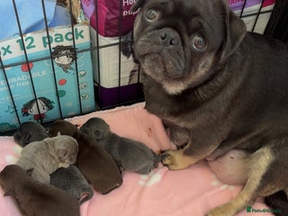 Pug dogs Beautiful last 2 little girl pugs. - Advert 1