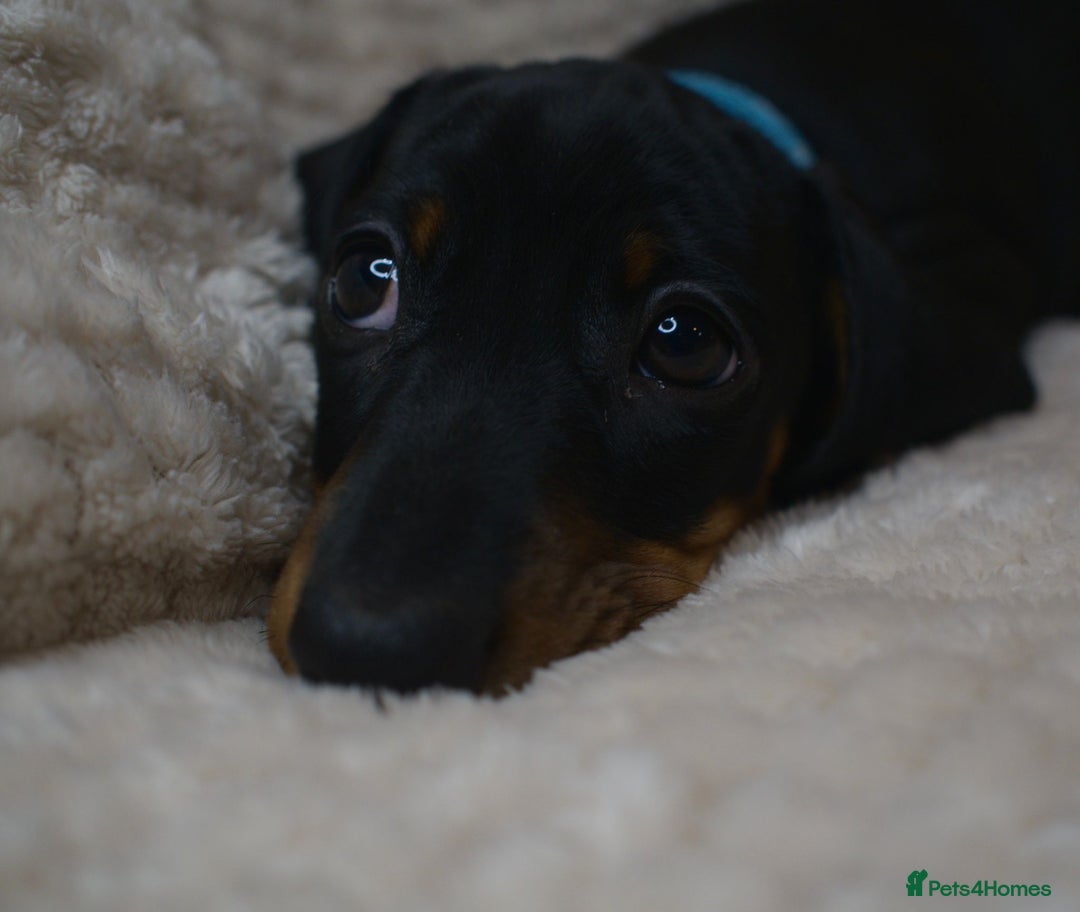 Miniature Dachshund dogs for sale: Kennel club registered champion bloodline. - Advert 3