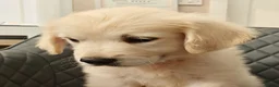 Golden Retriever dogs for sale: Chunky Cream Golden Retriever Puppies  - Advert 10