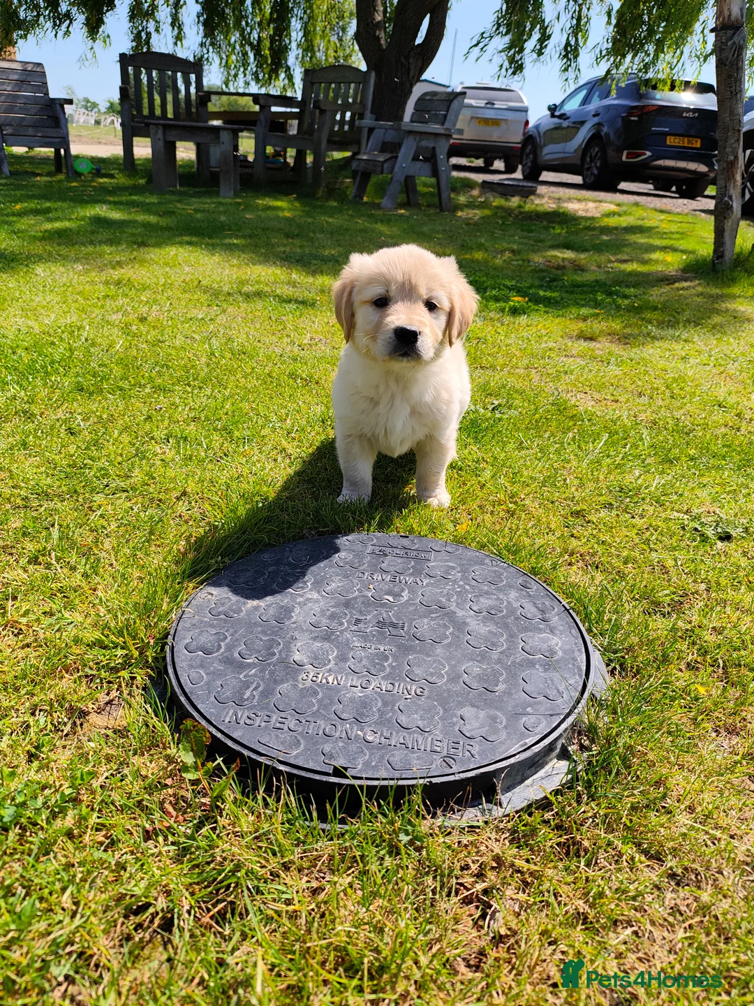 Golden Retriever dogs for sale: KC Registered Golden Retrievers- DNA Health Tested - Advert 1