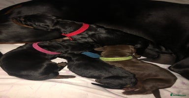 Dobermann dogs - Advert 6