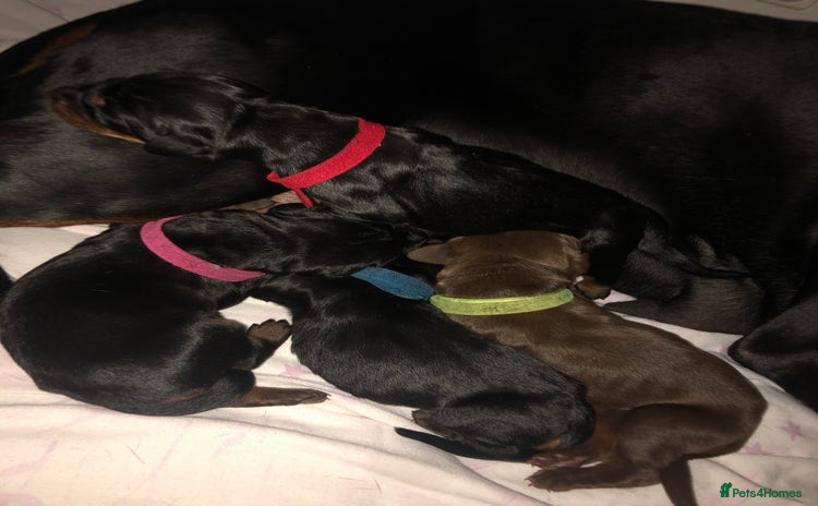 Dobermann dogs - Advert 1
