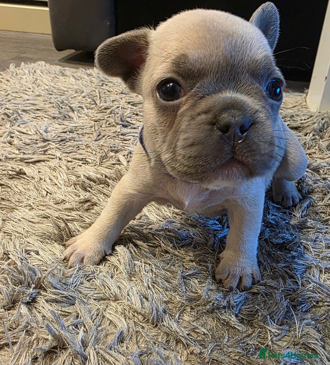 French Bulldog dogs for sale: French Bulldog puppys  - Image 5