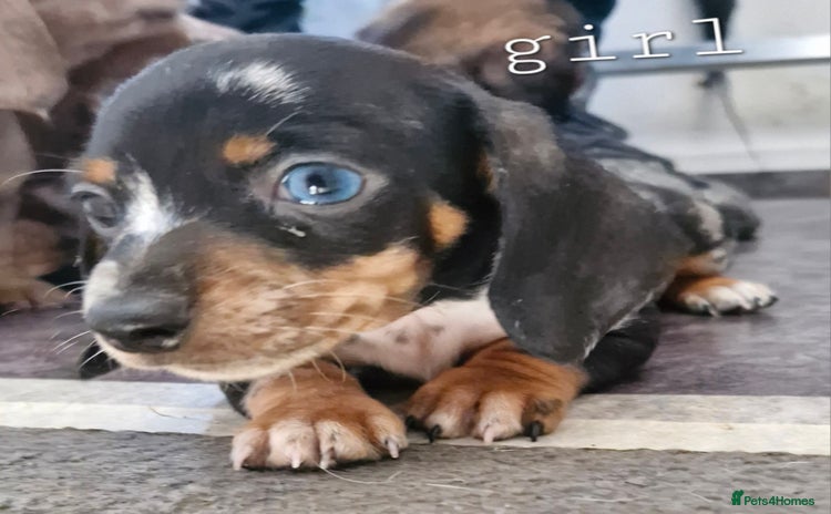 Dachshund dogs - Advert 2