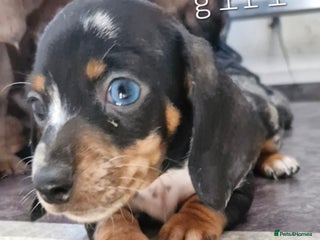 Dachshund dogs - Advert 1