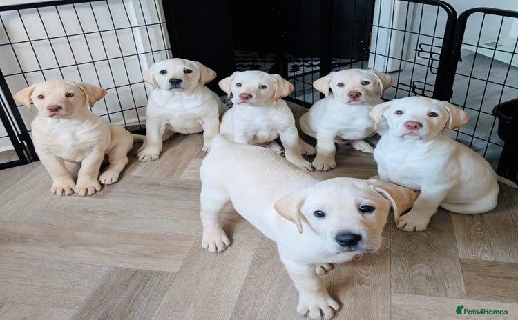Labrador Retriever dogs - Advert 1