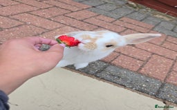 French Lop rabbits for sale: Adorable, friendly, cute lop looking for new home in Peterborough - Image 6