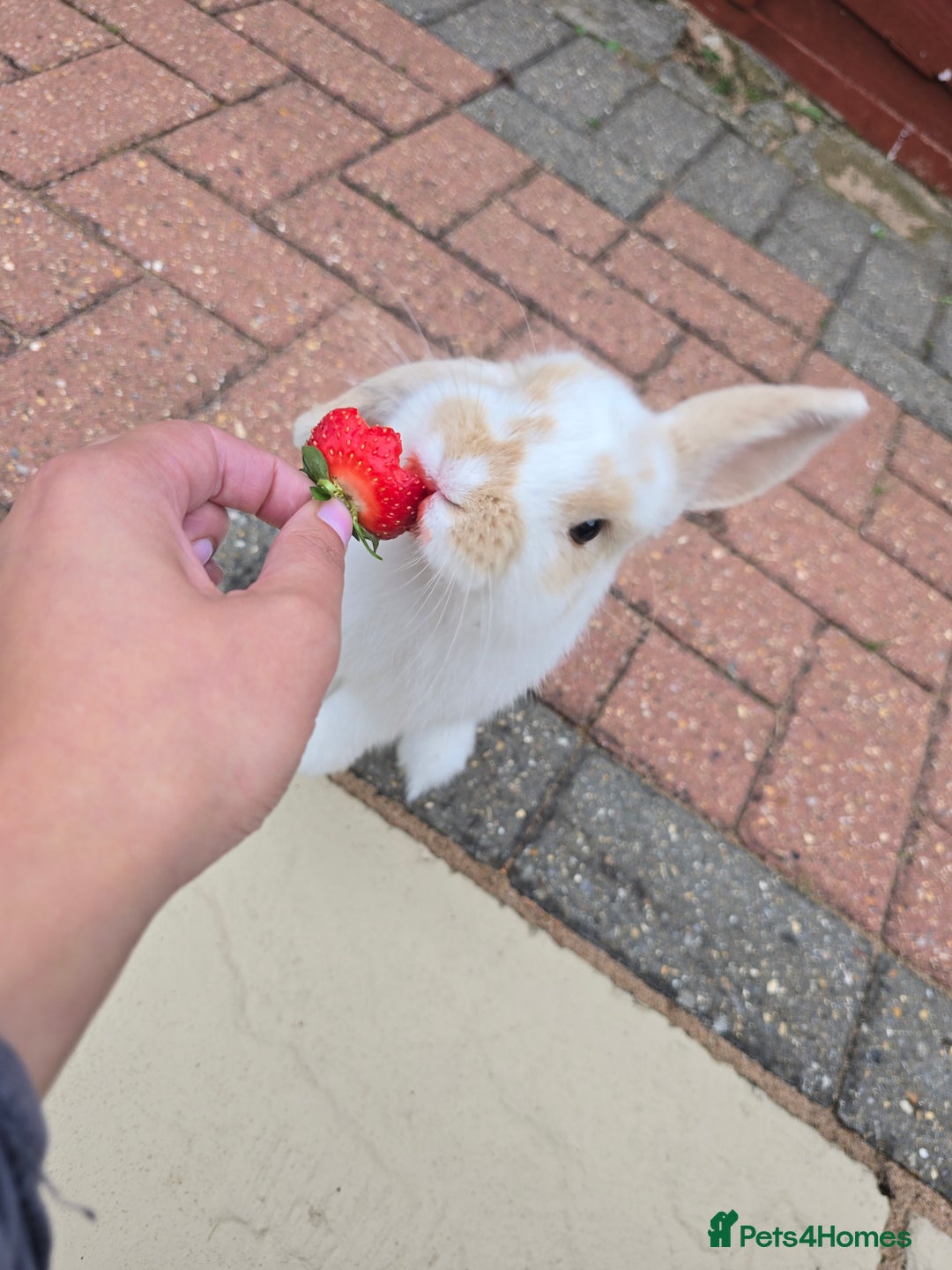 French Lop rabbits for sale: Adorable, friendly, cute lop looking for new home in Peterborough - Image 6