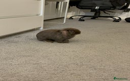 Mini Lop rabbits for sale: 1 year old male mini lop for sale - Image 4