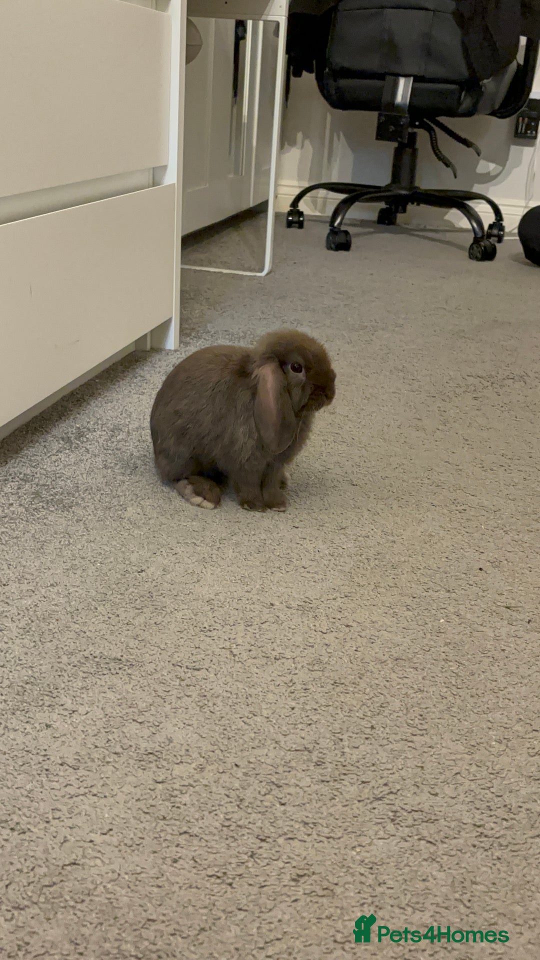 Mini Lop rabbits for sale: 1 year old male mini lop for sale - Image 4