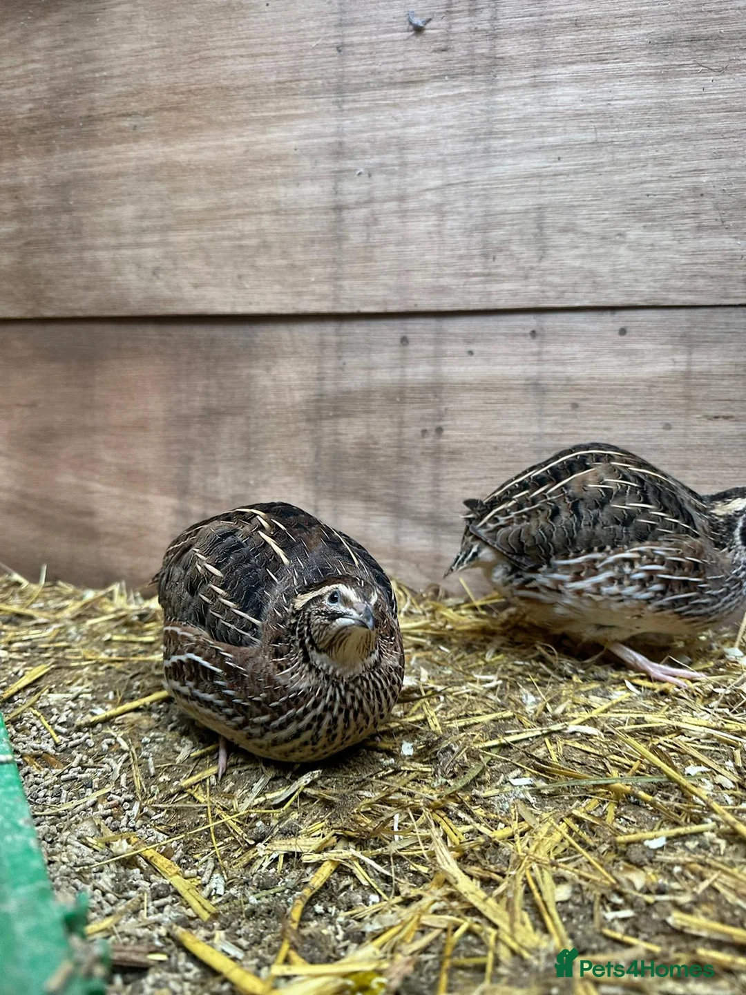 Quail poultry for sale: Cortunix Quail Flock in Salisbury - Advert 1