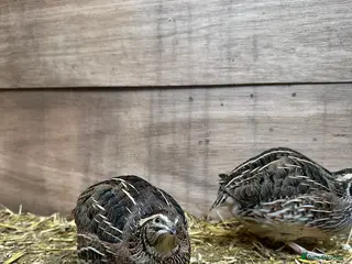 Quail poultry Cortunix Quail Flock - Advert 1