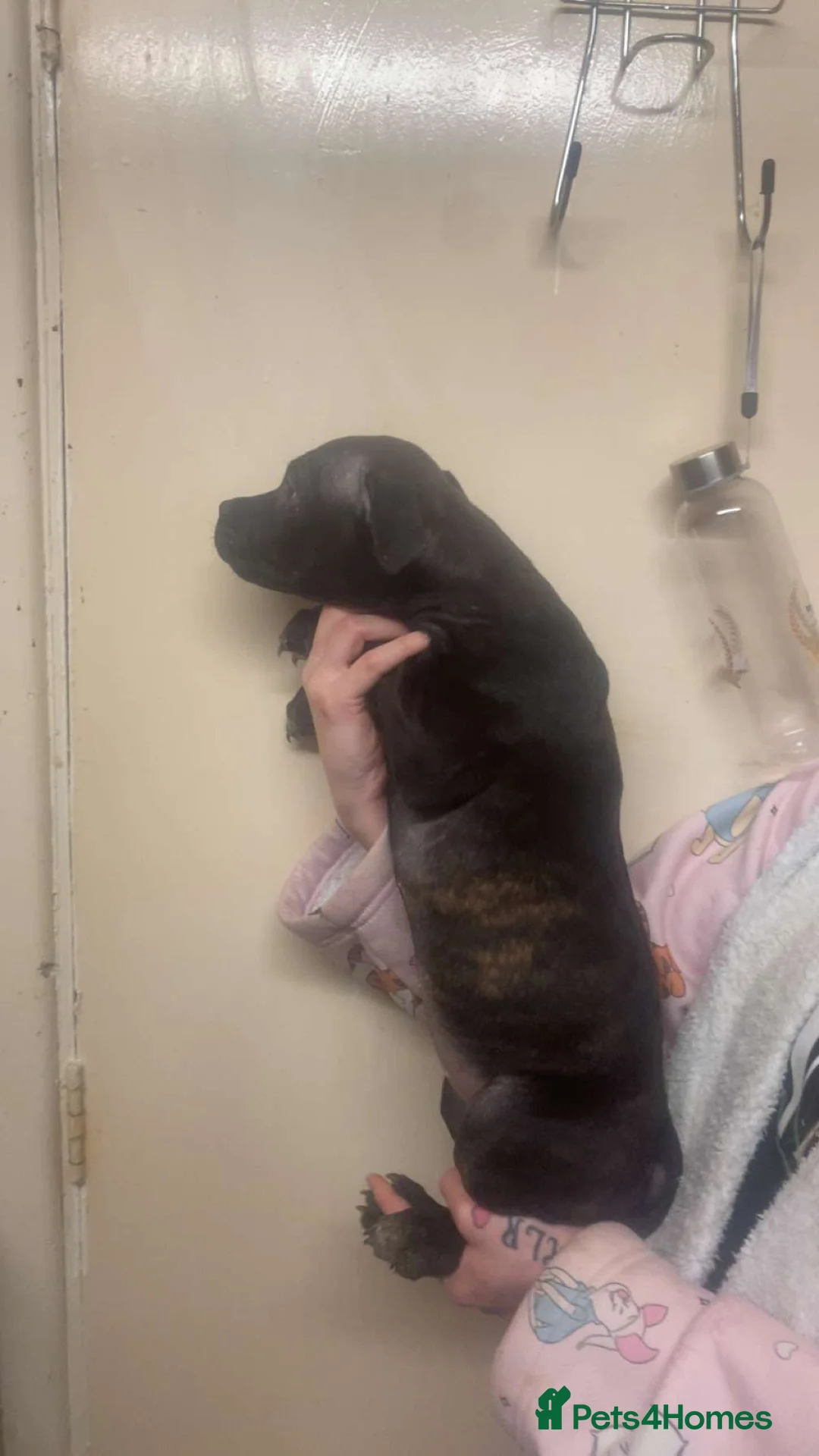 Staffordshire Bull Terrier dogs for sale: Beautiful Staffies pups  - Advert 16