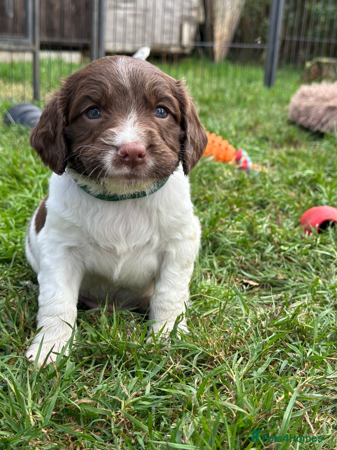 English Springer Spaniel dogs for sale: English springer spaniels  - Image 4
