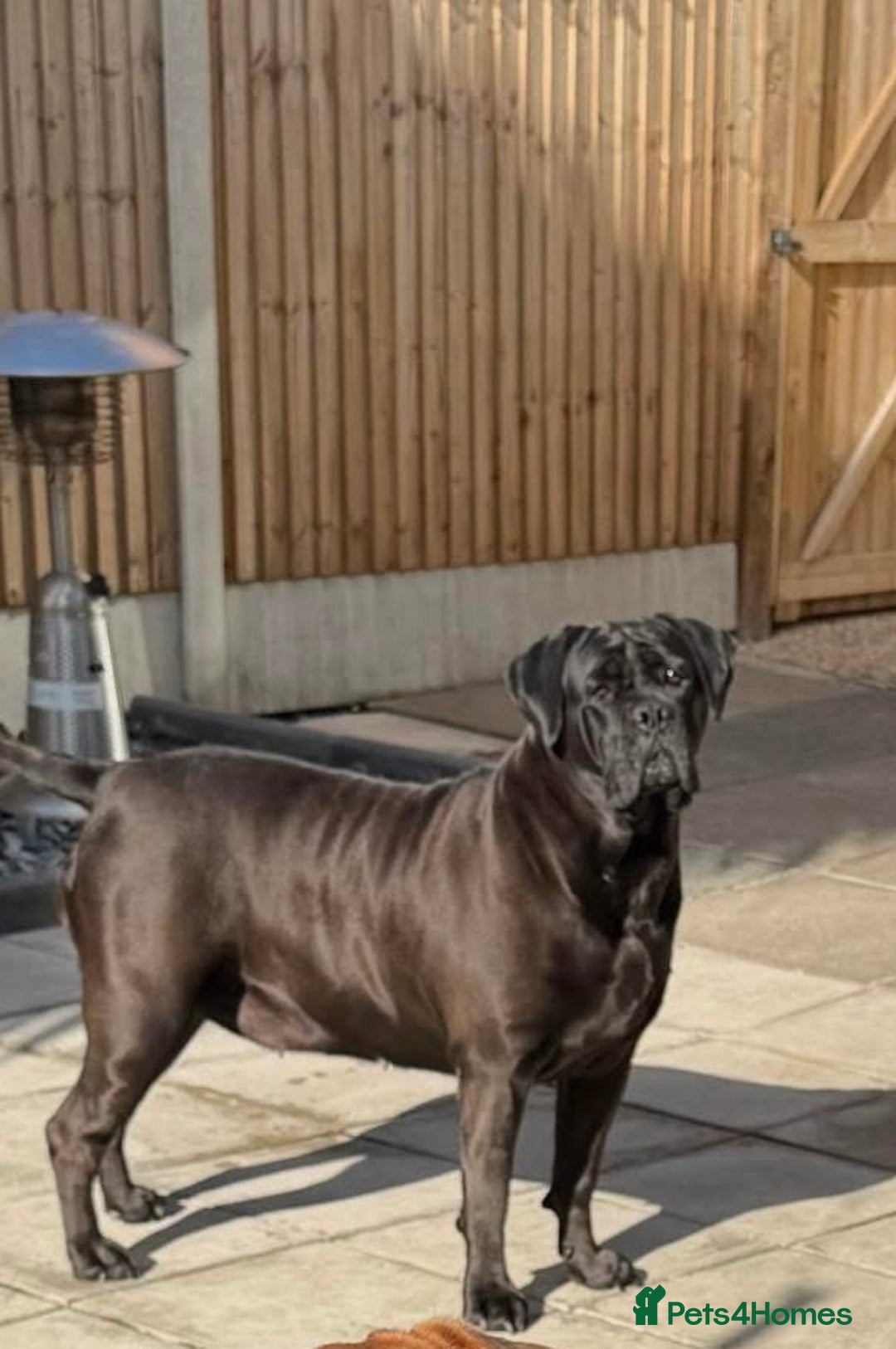 Mixed Breed dogs for sale: Nellie - Image 1