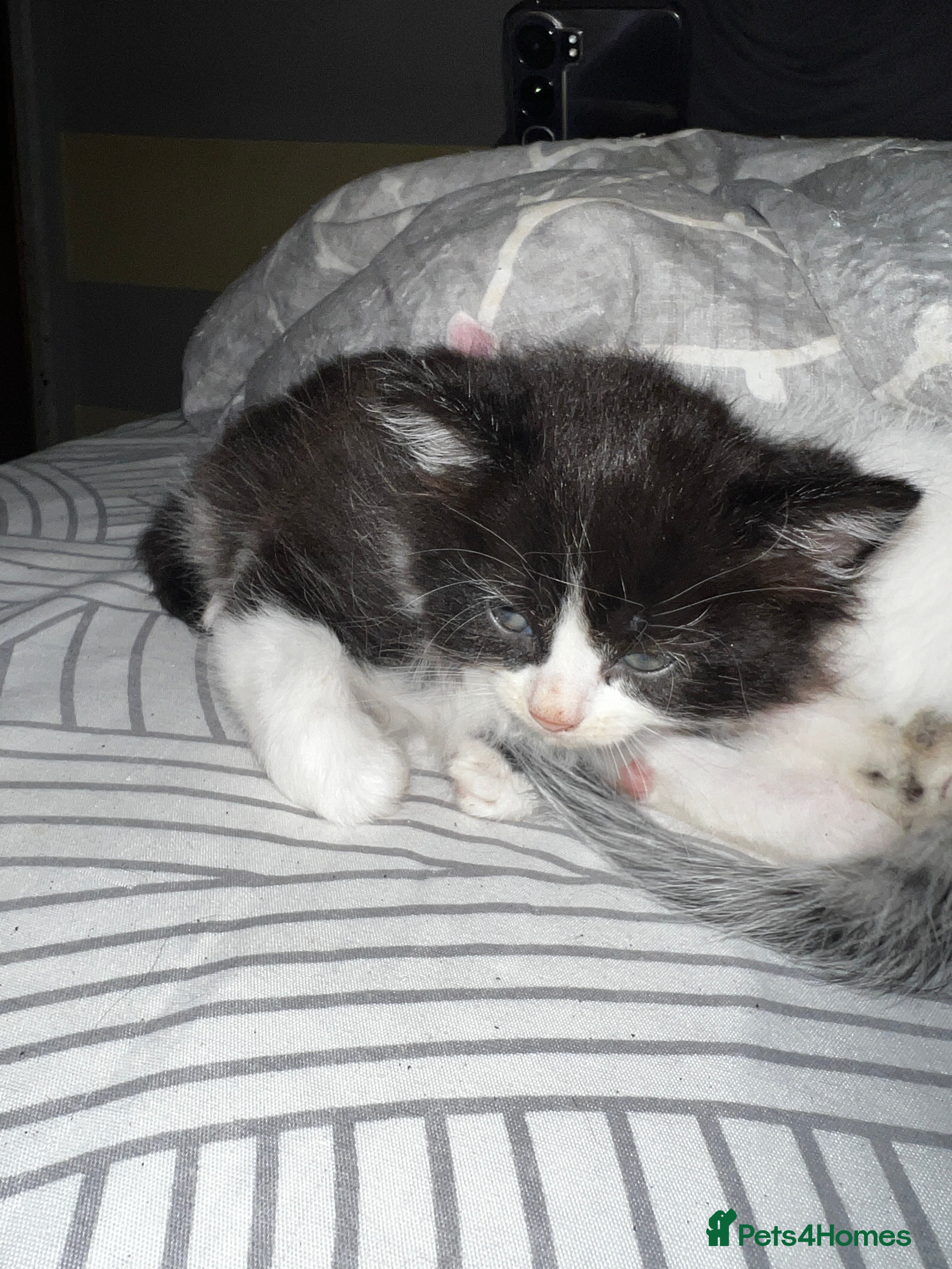 Mixed Breed cats 3 Playful Kittens – Genders Not Known Yet - Advert 5