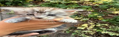 Maine Coon 2