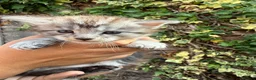 Maine Coon cats for sale: Pure Maine coon babies - Advert 4
