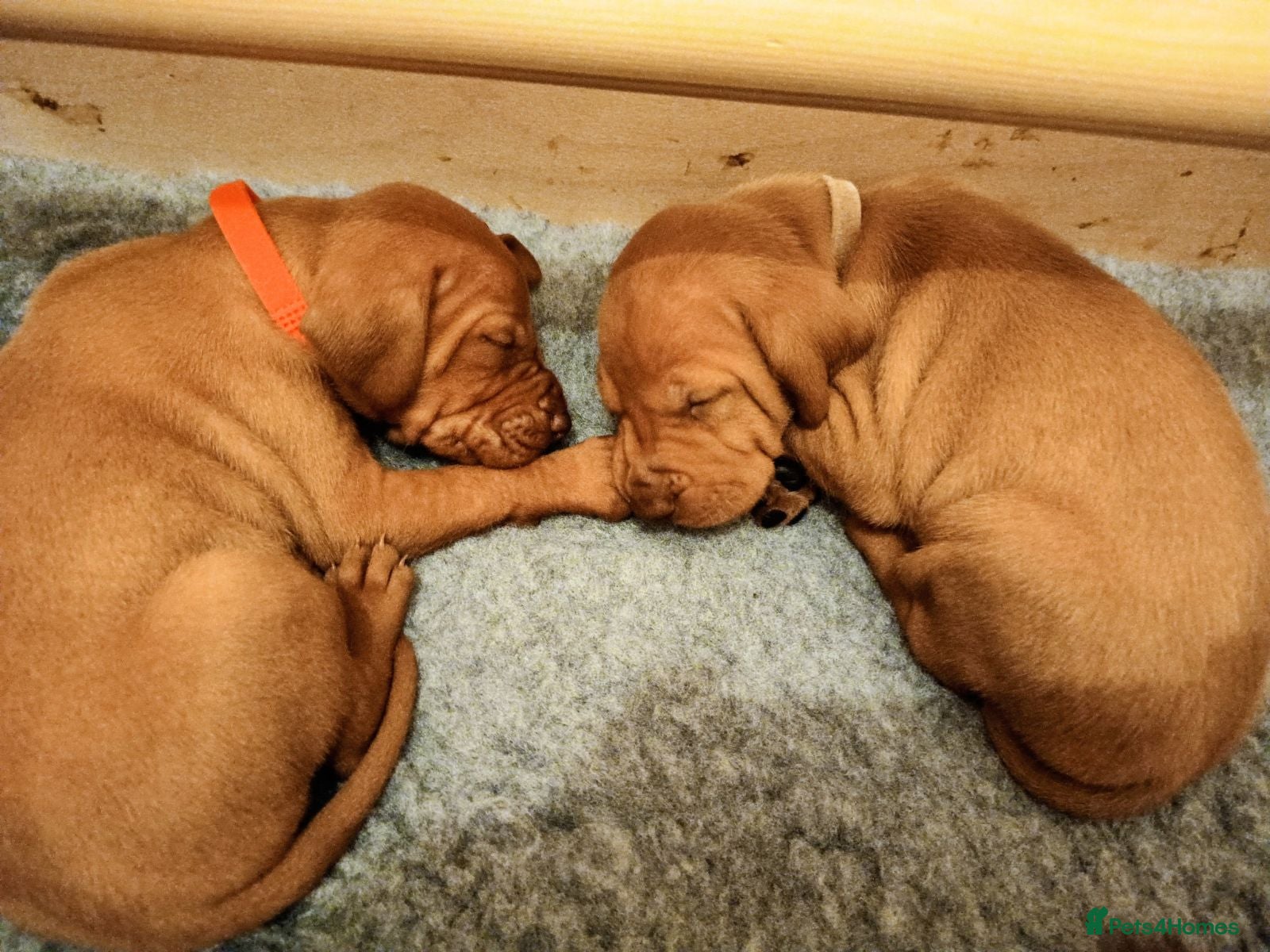 Hungarian Vizsla dogs KC registered, home-raised litter of vizsla pups in Ellon - Advert 3