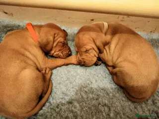 Hungarian Vizsla dogs KC registered, home-raised litter of vizsla pups in Ellon - Advert 3