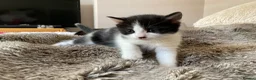 Domestic Shorthair cats for sale: Beautiful kittens ready in 5 weeks - Advert 18