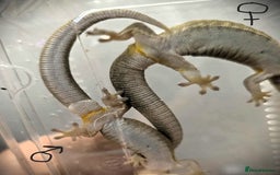 Gecko reptiles for sale: Bauers Chameleon Geckos & Set up - Image 5