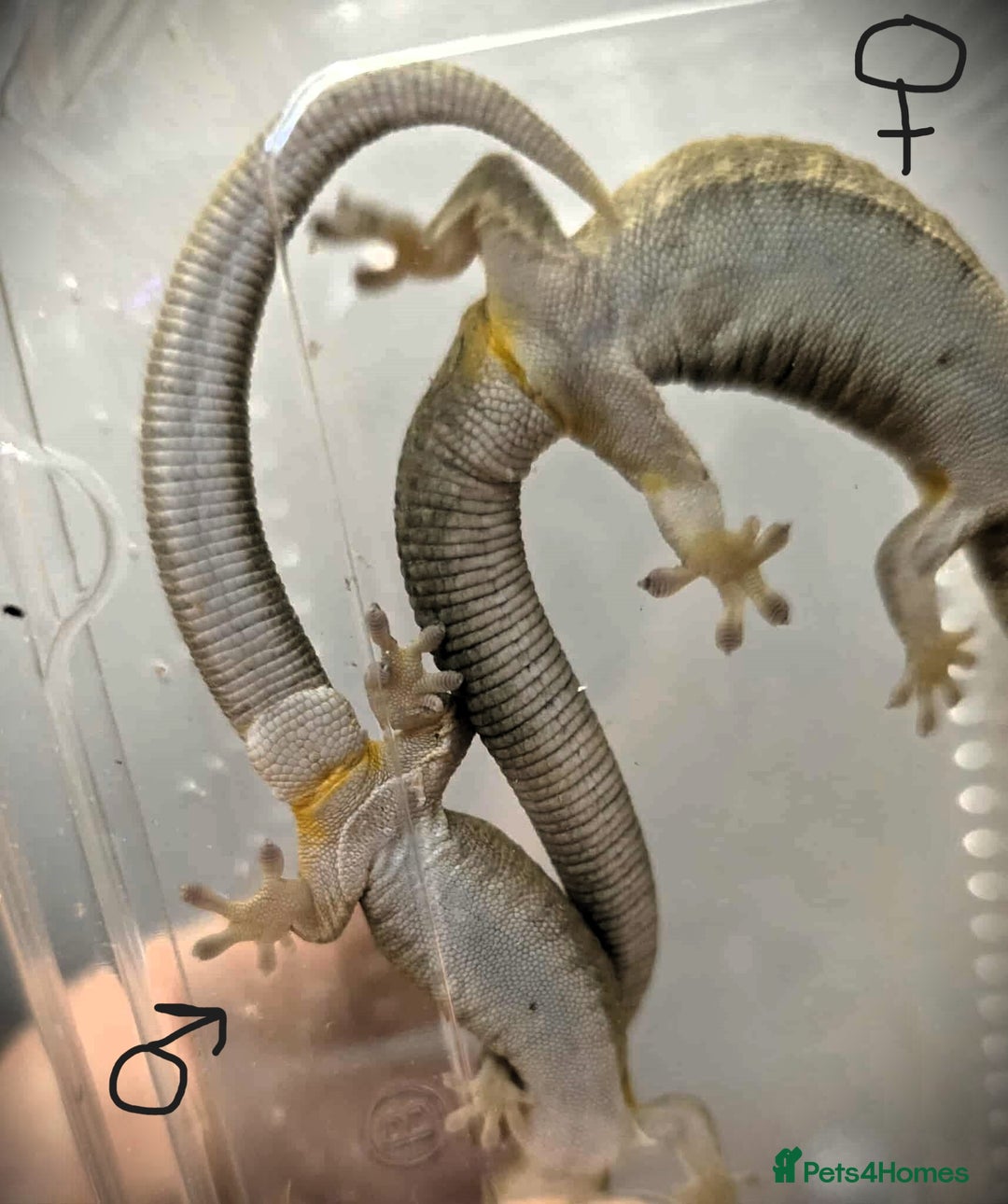 Gecko reptiles for sale: Bauers Chameleon Geckos & Set up - Image 5