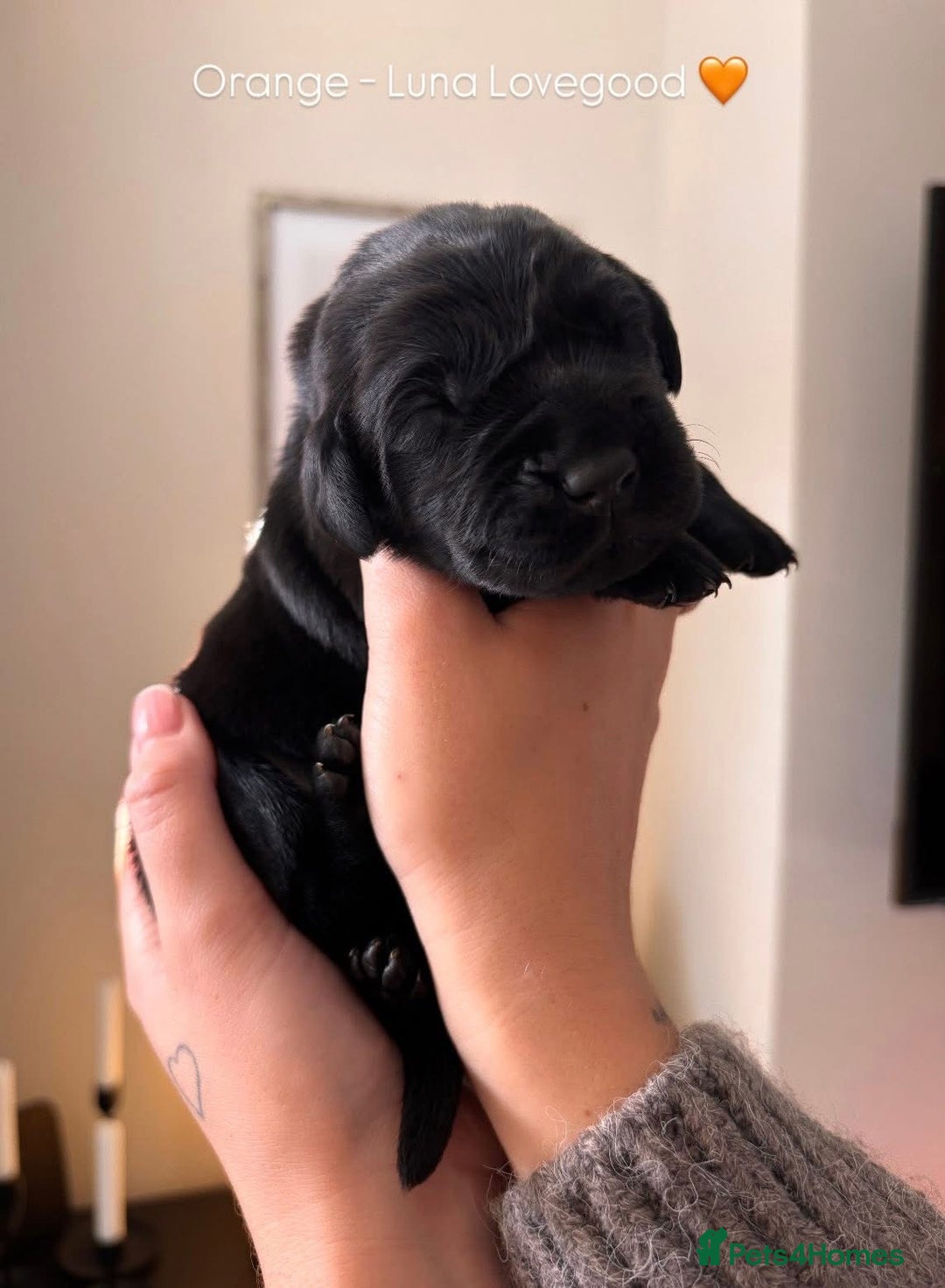Labrador Retriever dogs for sale: Beautiful KC Labs / DRAKESHEAD - 1 BOY LEFT! - Advert 9