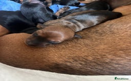 Miniature Dachshund dogs for sale: Litter of 8 mini smooth hair Daschund puppies  - Image 6