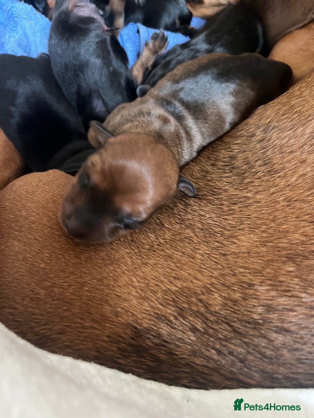 Miniature Dachshund dogs for sale: Litter of 8 mini smooth hair Daschund puppies  - Image 6