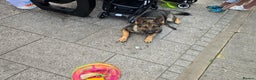 German Shepherd dogs for sale: Guard dog  - Advert 9