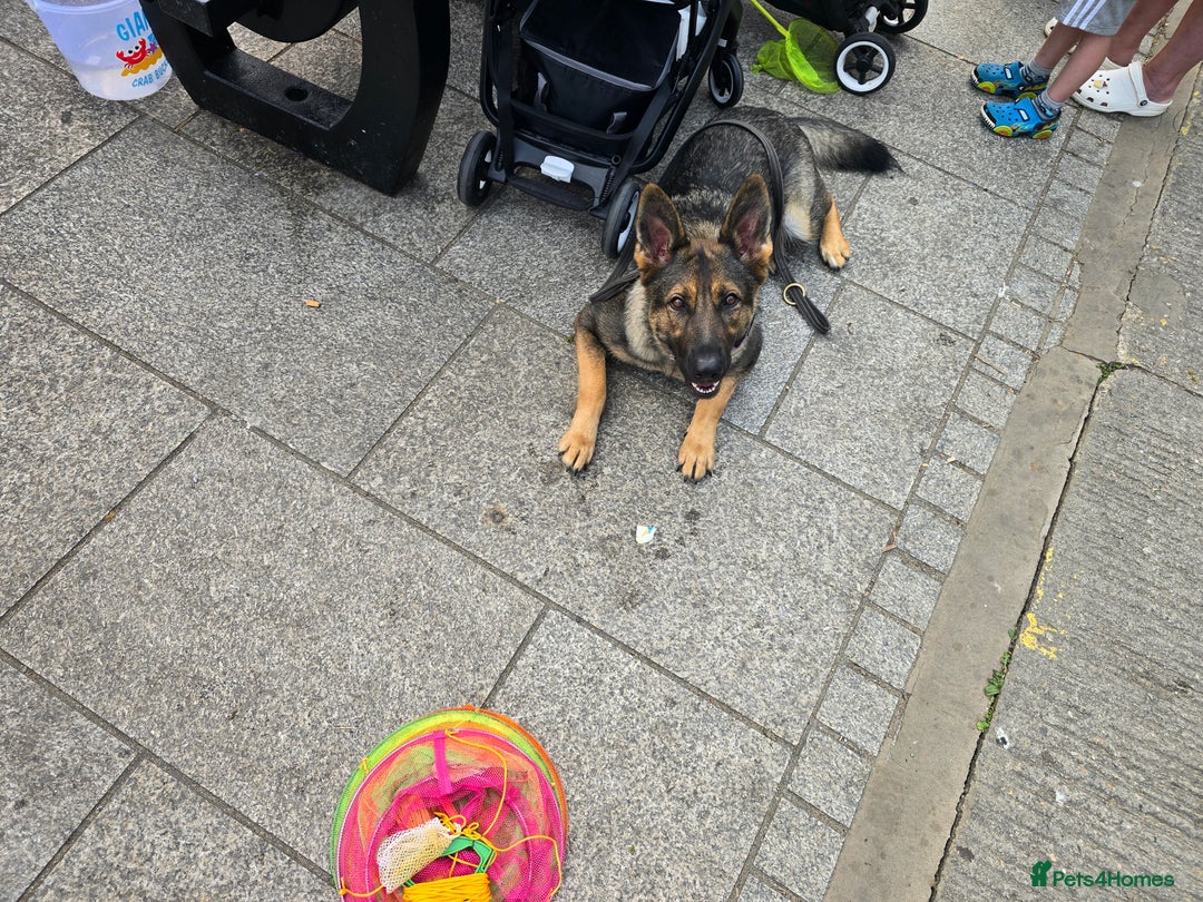 German Shepherd dogs for sale: Guard dog  - Advert 9