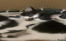 Domestic Shorthair cats for sale: Male kitten - Image 1