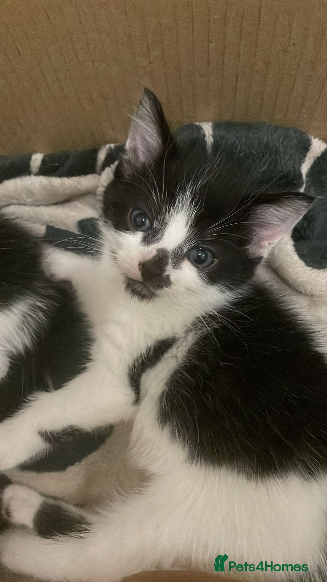 Domestic Shorthair cats for sale: Male kitten - Image 1