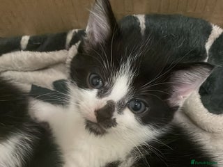 Domestic Shorthair cats for sale - Advert 1
