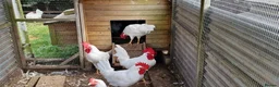 Chickens poultry for sale: LEGHORN  in Verwood - Advert 2