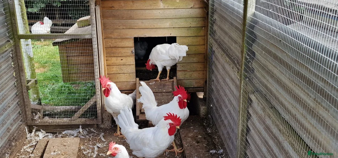 Chickens poultry for sale: LEGHORN  in Verwood - Advert 2