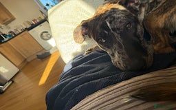 Mixed Breed dogs for sale: Urgent re home  - Advert 1