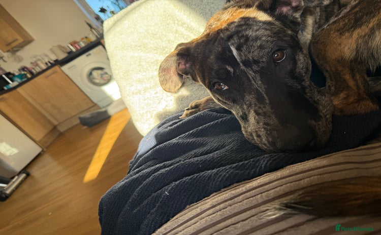 Mixed Breed dogs Urgent re home  - Advert 1
