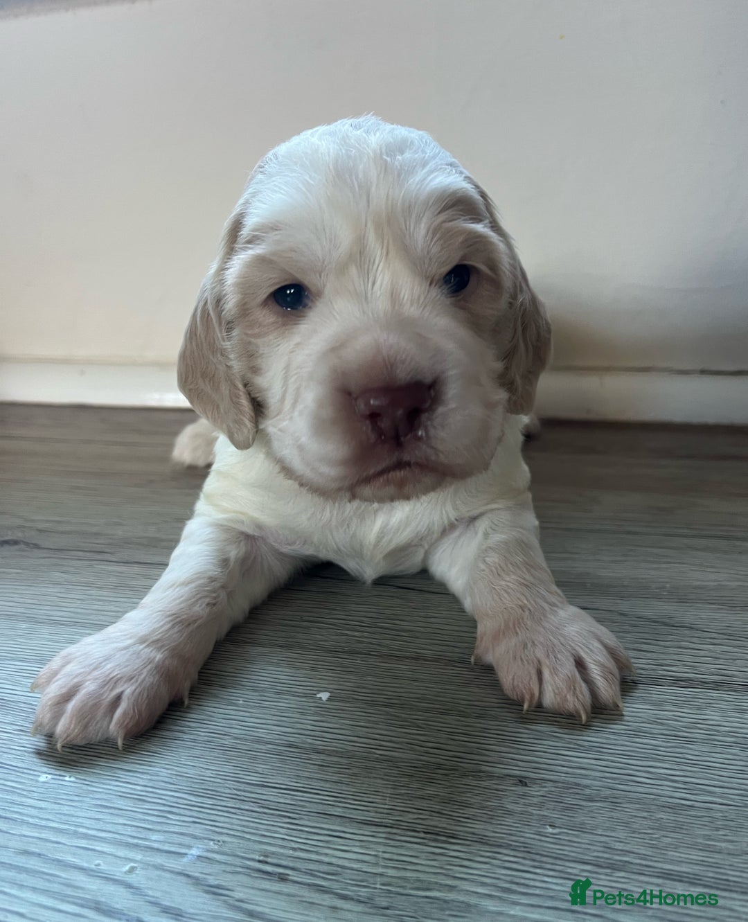 Cocker Spaniel dogs for sale: 3 Stunning Working Cocker Spaniel Boys 🐶  - Advert 7