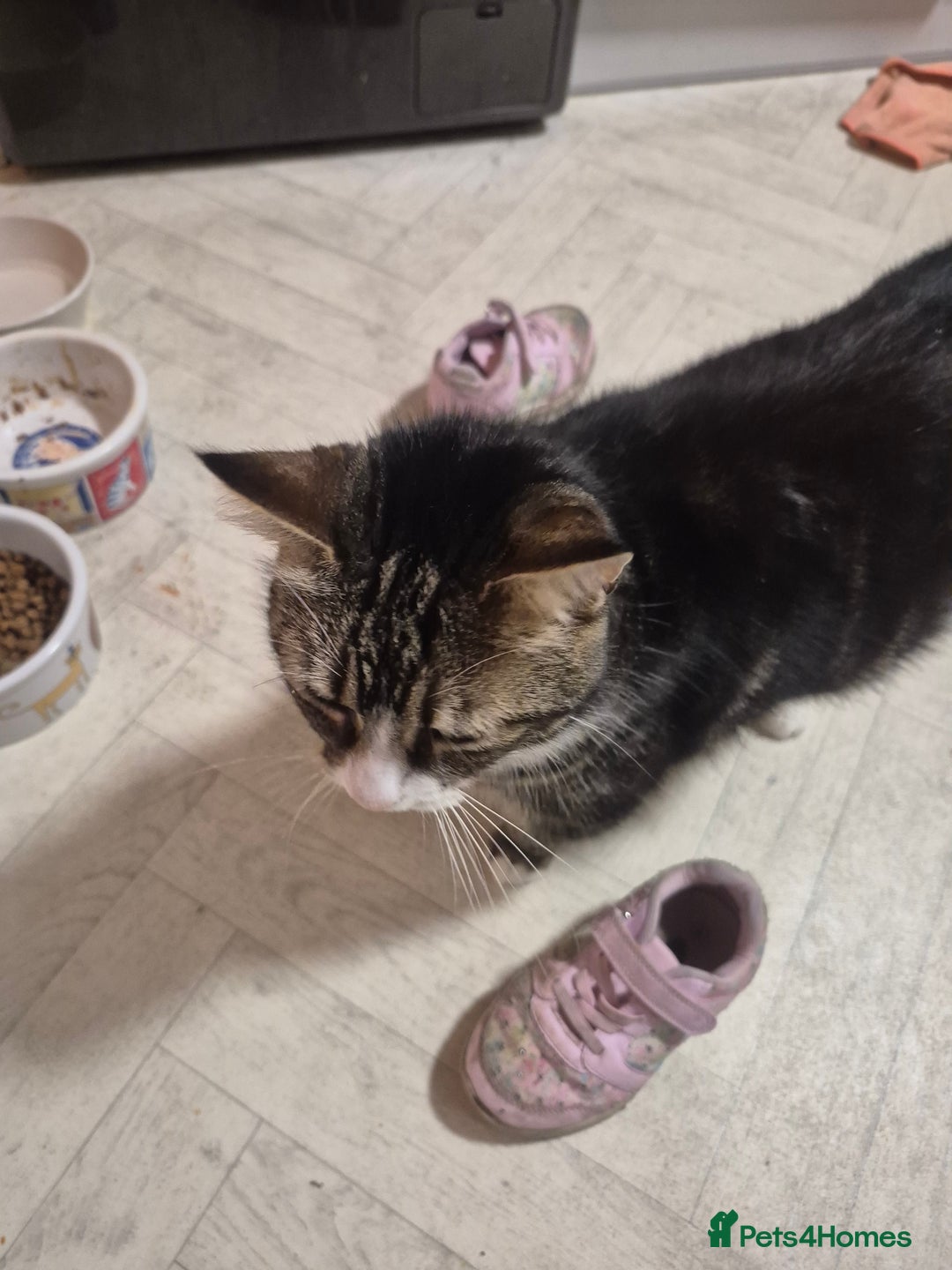 Mixed Breed cats for sale: Bella 8.5 year old cat female  - Advert 6