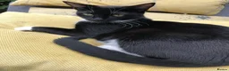 American Shorthair cats for sale: Amazing kittens  in Mitcham - Advert 1