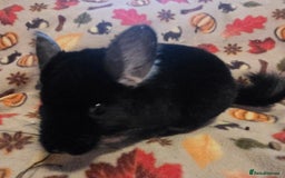 Chinchilla rodents for sale: Captain Jack Sparrow  - Image 6