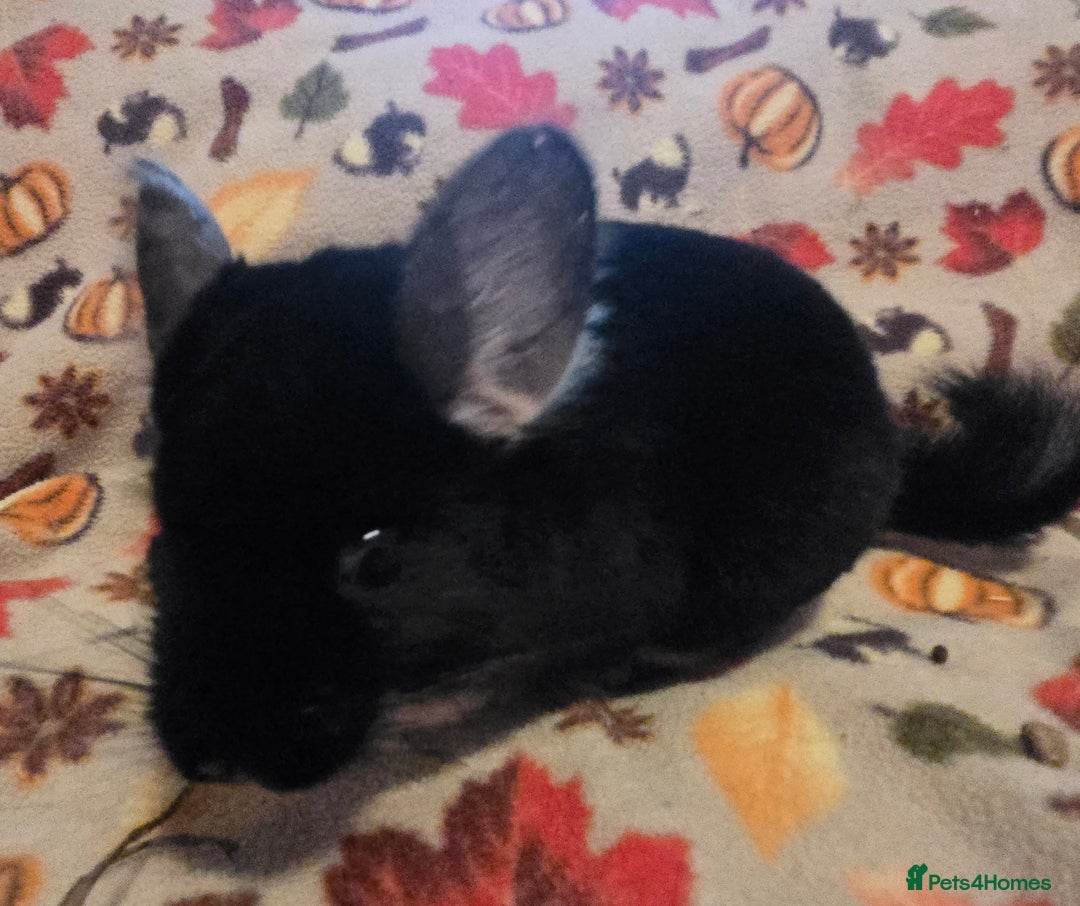 Chinchilla rodents for sale: Captain Jack Sparrow  - Image 6