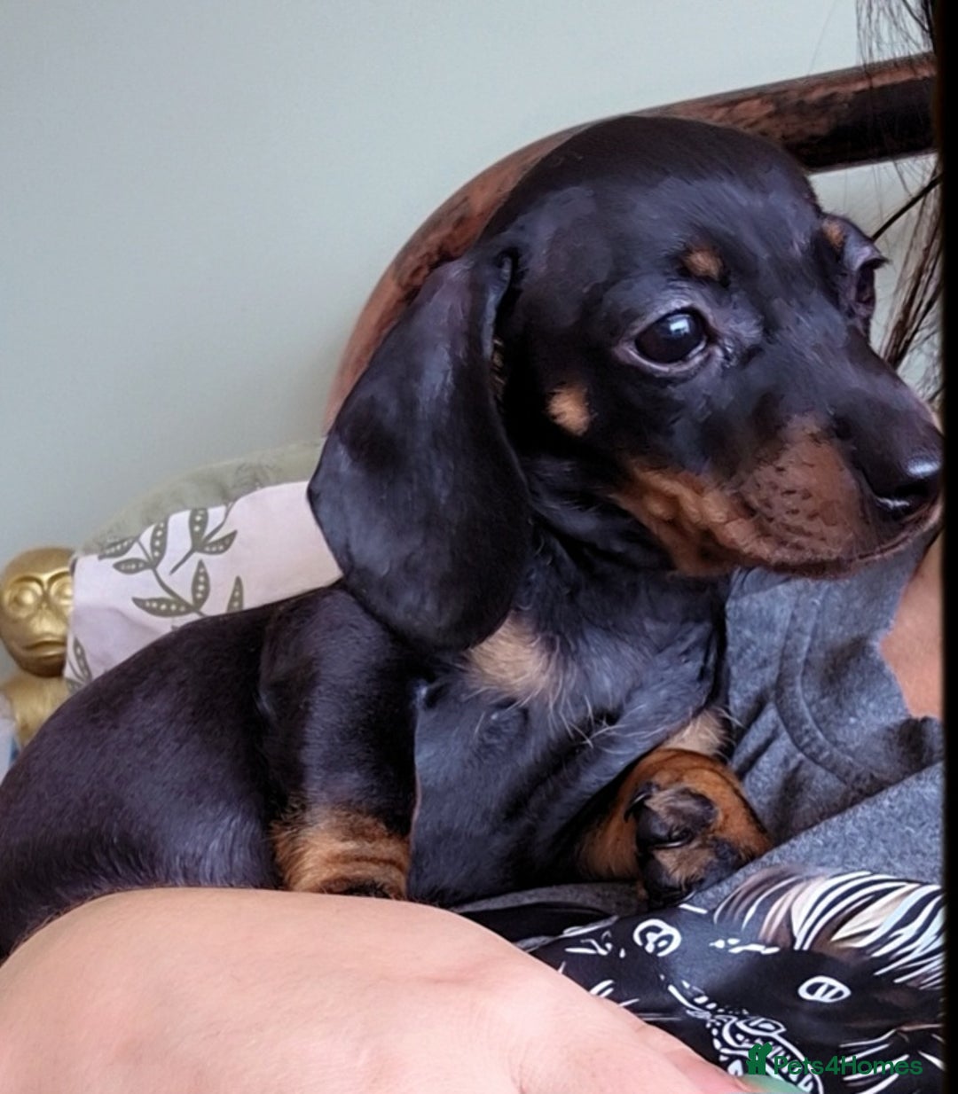 Miniature Dachshund dogs for sale: Miniature Dashund  - Image 4