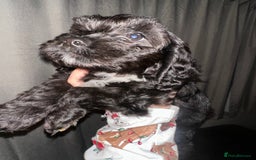 Cockapoo dogs for sale: COCKAPOO PUPPIES! READY TO LEAVE NOW🐾 - Advert 3