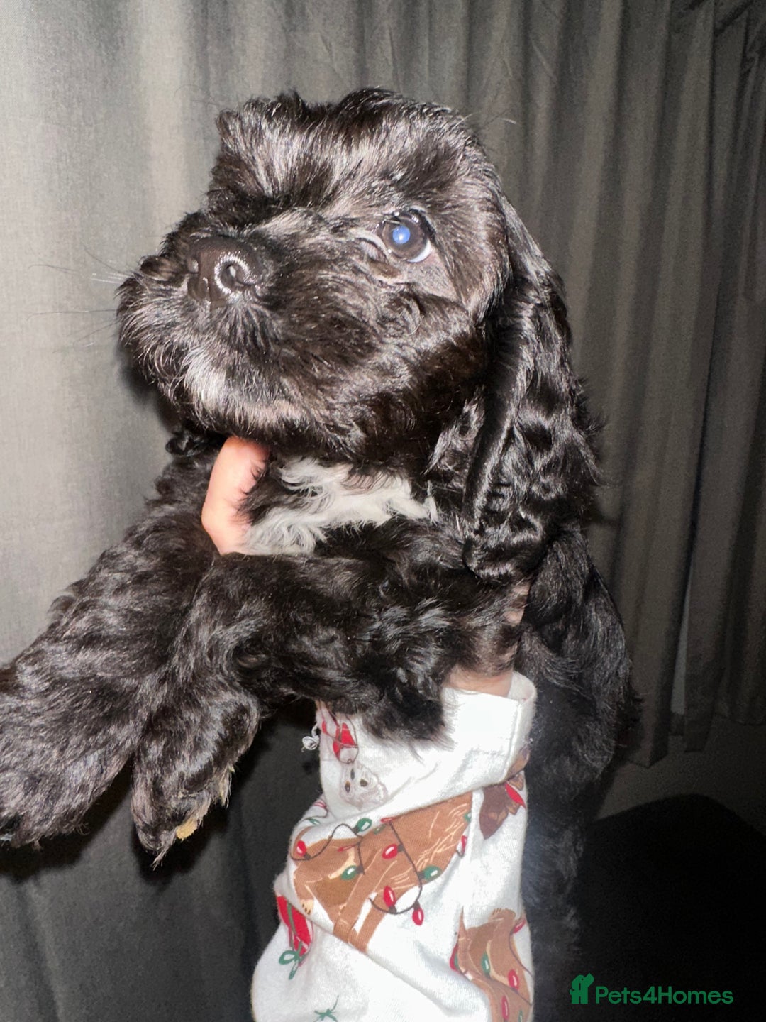 Cockapoo dogs for sale: COCKAPOO PUPPIES! READY TO LEAVE NOW🐾 - Advert 3