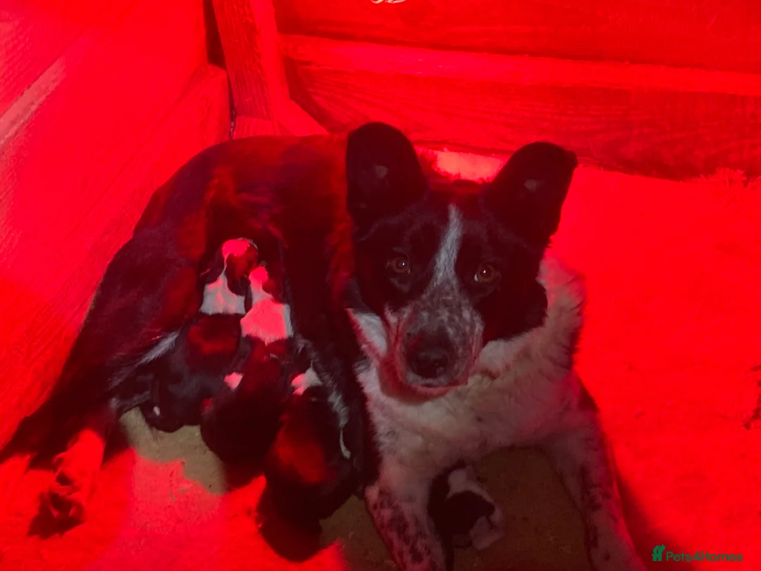 Border Collie dogs for sale: ☀️Stunning Border Collie Puppies☀️ - Advert 5