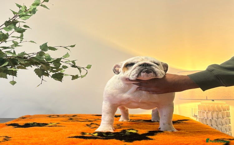 English Bulldog dogs - Advert 3