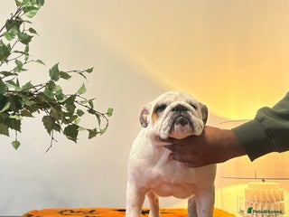 English Bulldog dogs - Advert 8